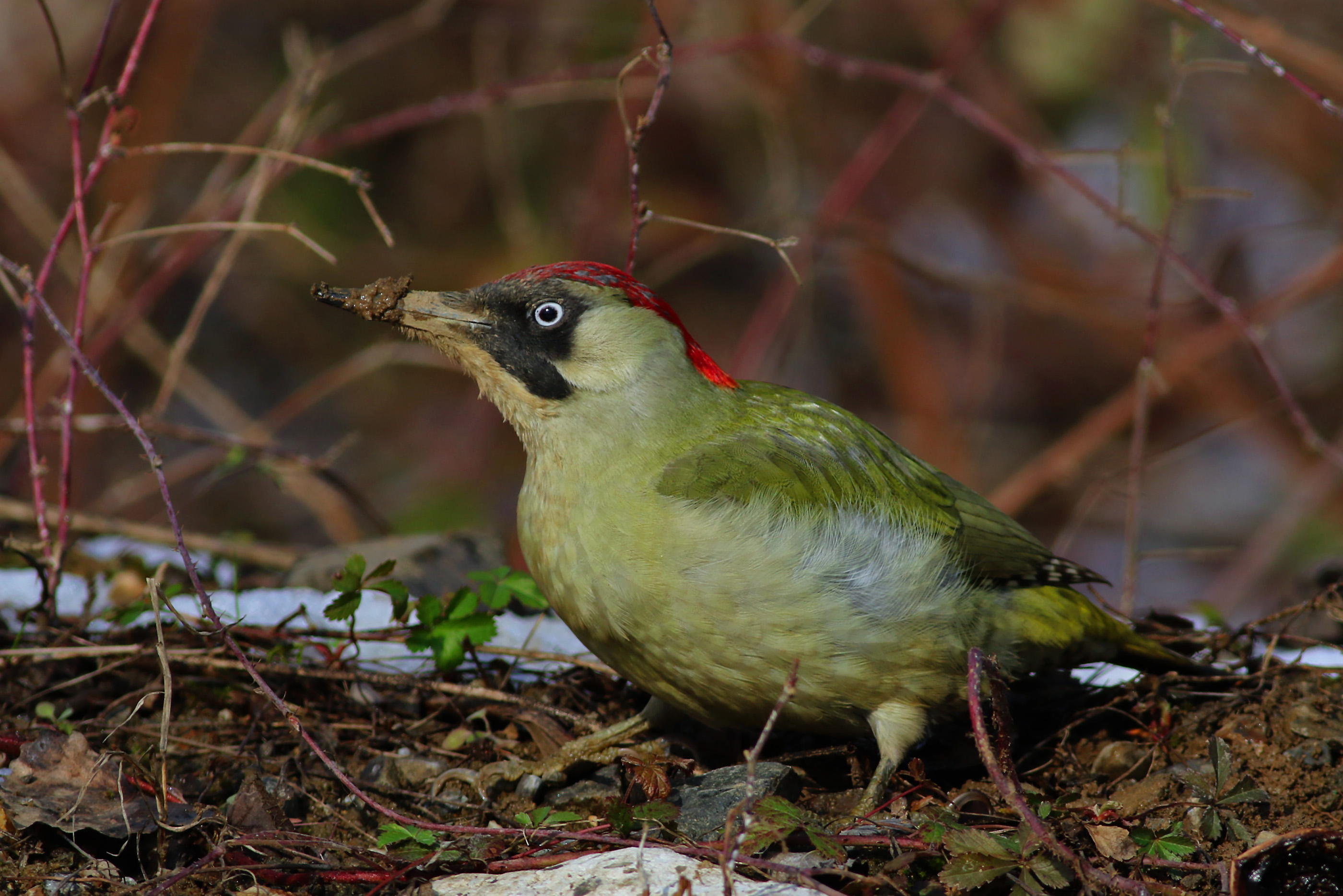 Eurasian Green Woodpecker